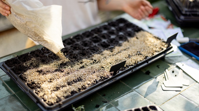 The Popular Garden Tree You Had No Idea You Could Propagate