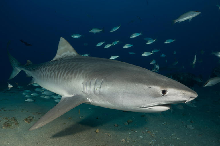 2 shark attacks reported in same town in 1 week