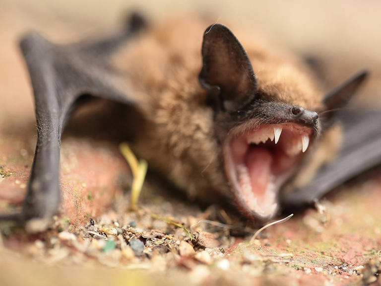 Bat found with rare rabies-like virus in UK back garden
