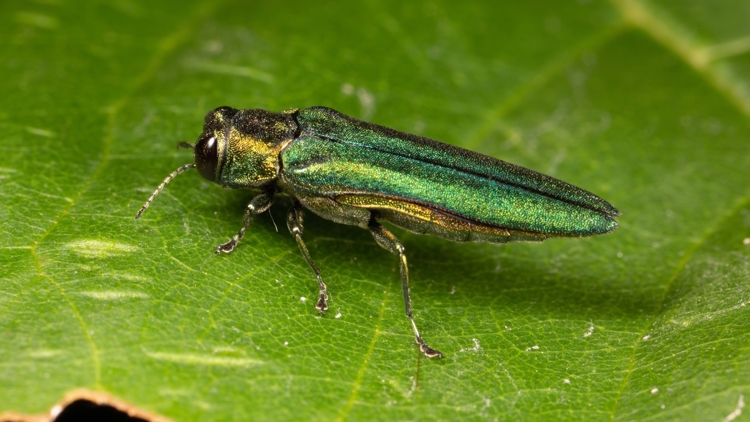 U of M study reveals fungi from Minnesota can kill emerald ash borer ...