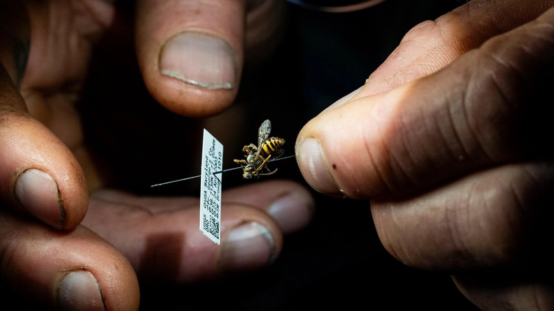The future of the bee lab: a critical moment for native bee research