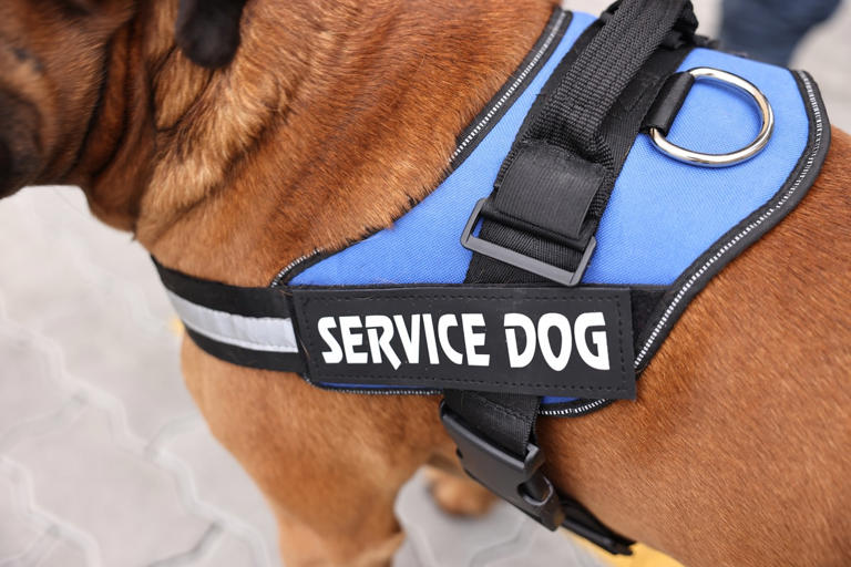 Service dog-in-training's overly enthusiastic response to a command has ...