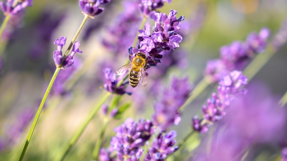 13 Herbs Pollinators Love: Planting and Growing Tips
