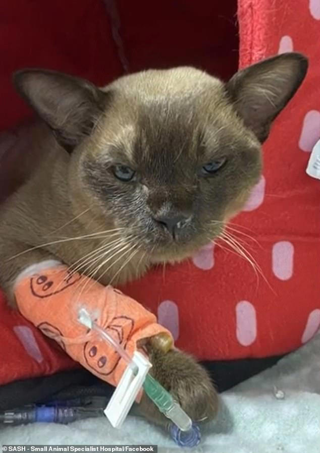 Pablo the cat's unbelievable one hour washing machine ordeal