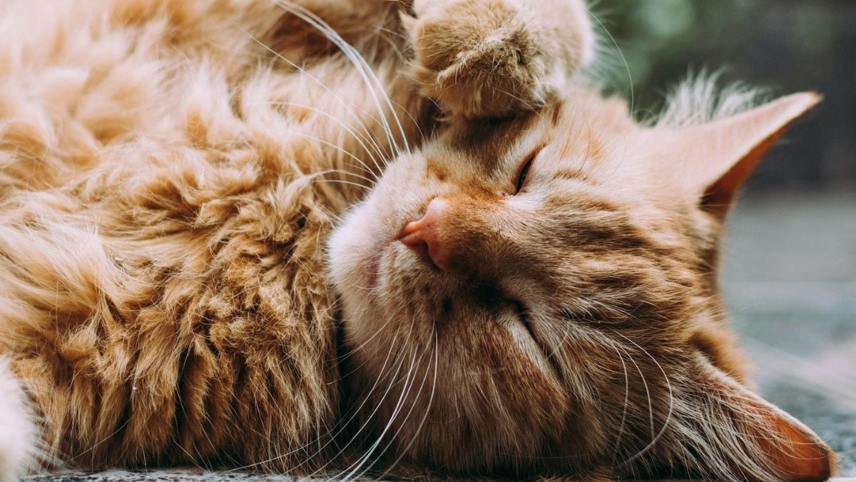 8 clear signs your cat is depressed