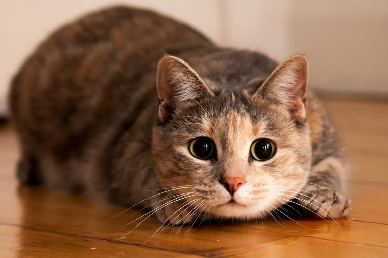 Tortoiseshell Munchkin Cat with Teeny-Tiny Legs Is the Purrfect Little ...