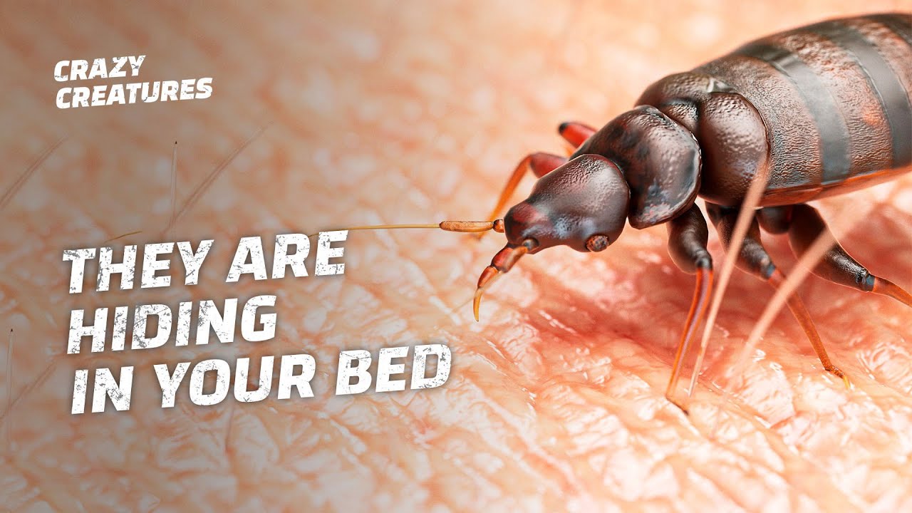 Real Monsters: Inside the World of Bed Bugs