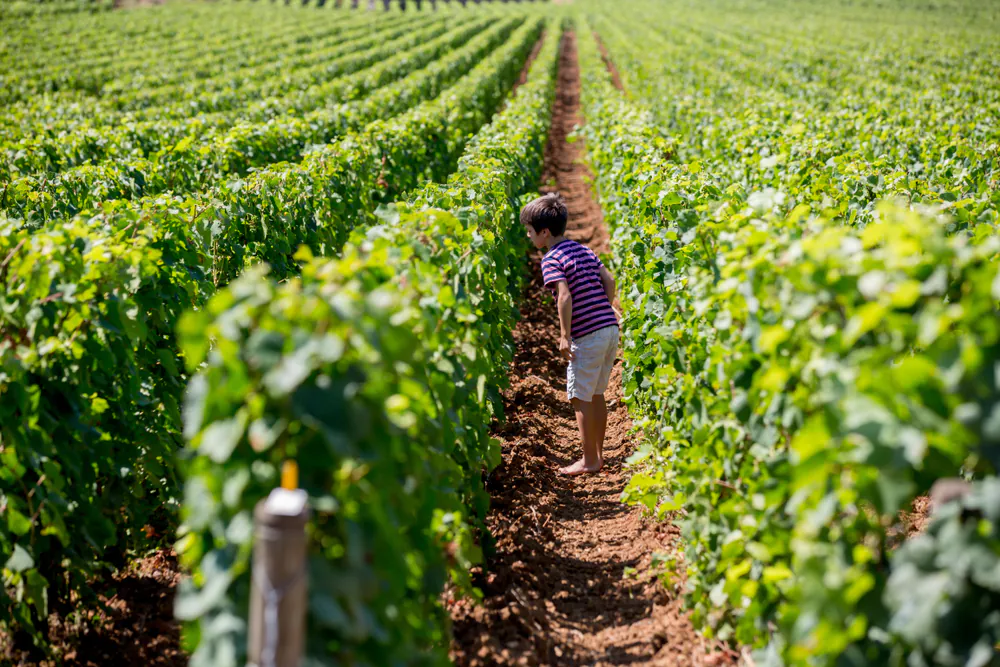 Vignes louées : ce que l’acheteur achète vraiment