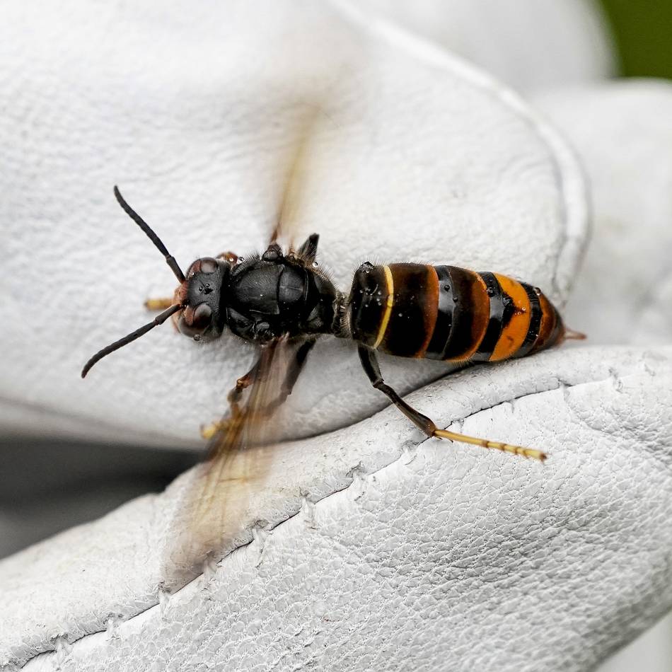 Die Asiatische Hornisse breitet sich weiter aus: So erkennen Sie sie