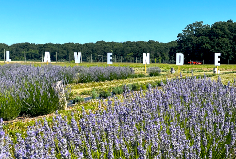 empire-state-fair-fireworks-and-more-things-to-do-on-long-island-this