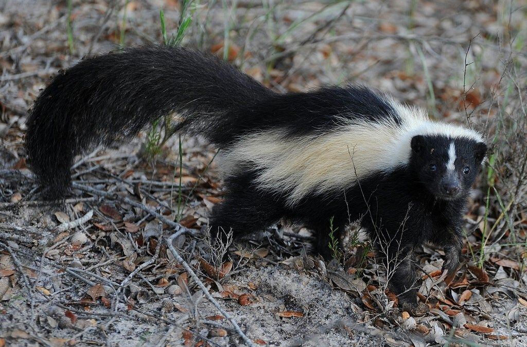 DPH: Dog exposed to 2 skunks with rabies in Pickens County