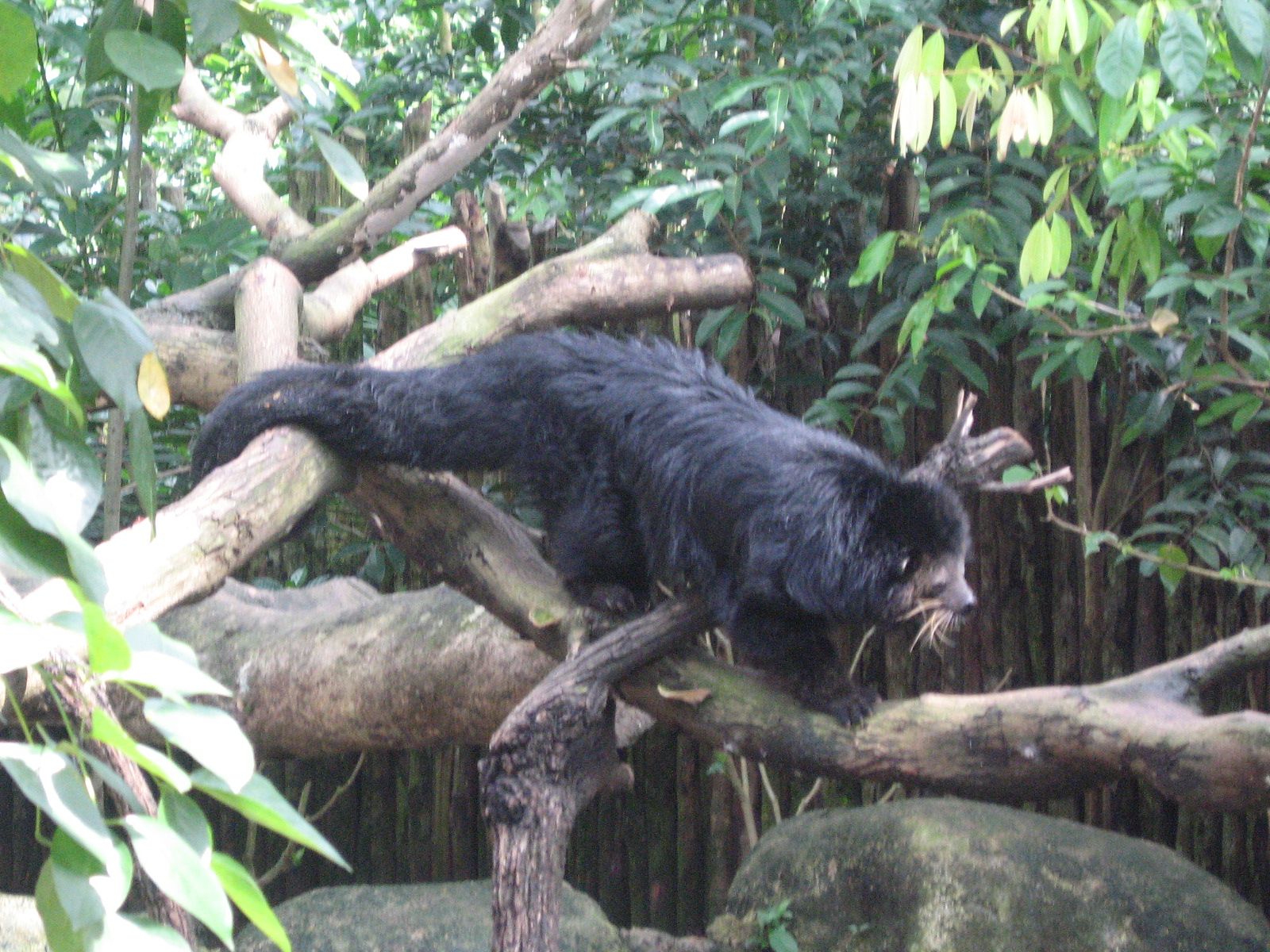 Do you know the bearcat, this animal that smells like popcorn?
