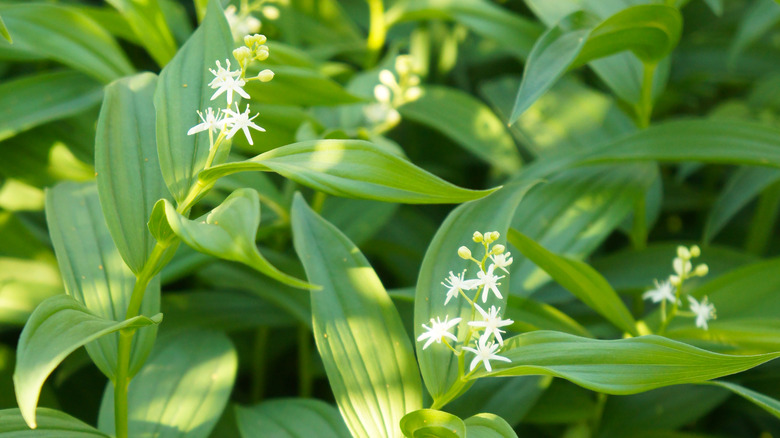10 Good Alternatives For Temperamental Hostas In The Garden