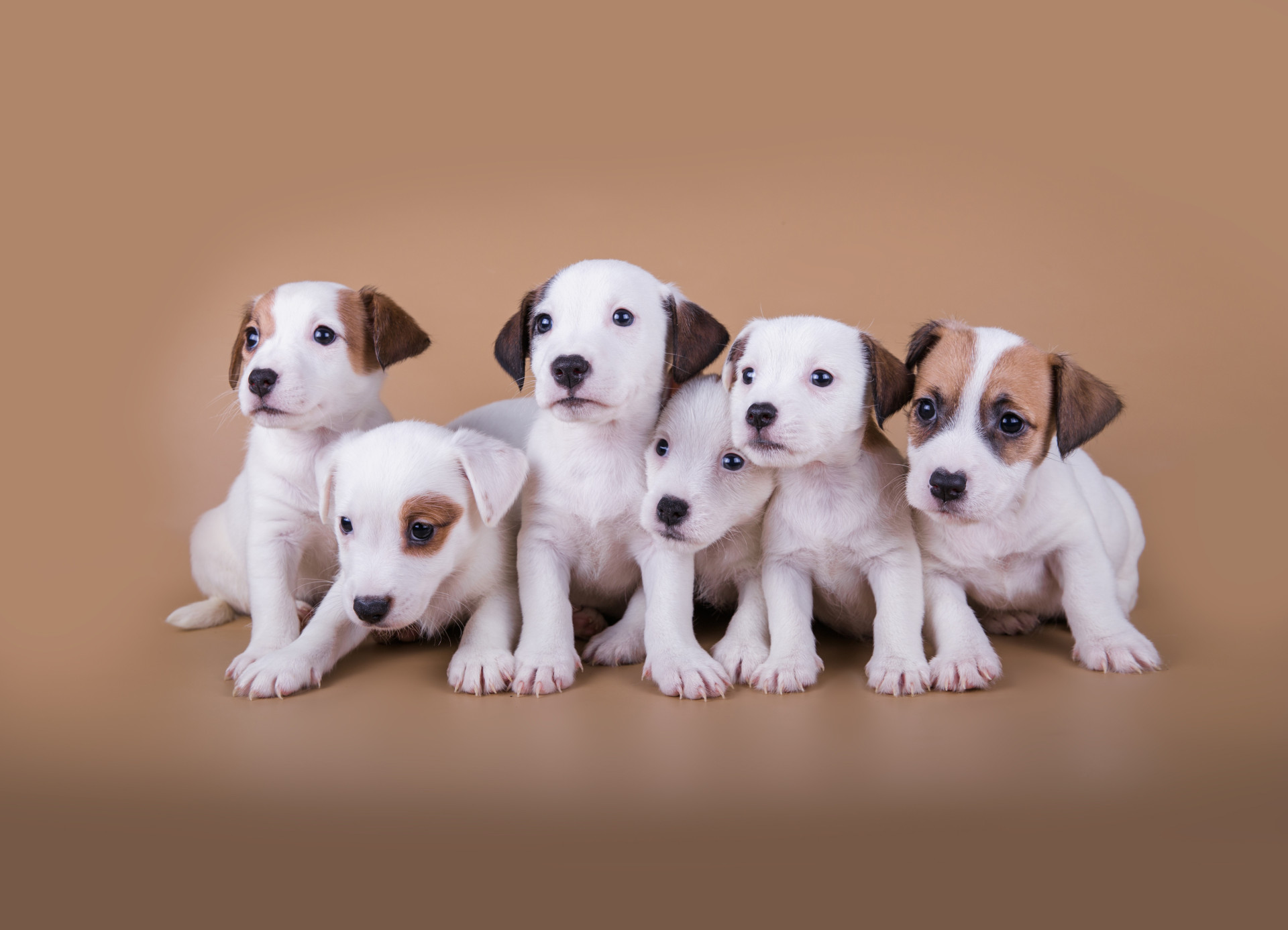 Little-known facts about puppies