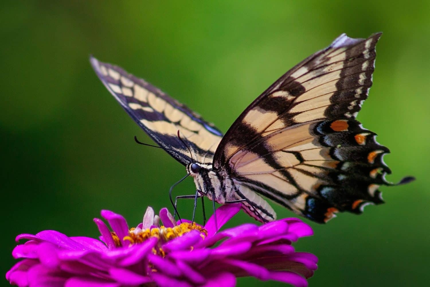 9 Unique Animals That Don’t Poop