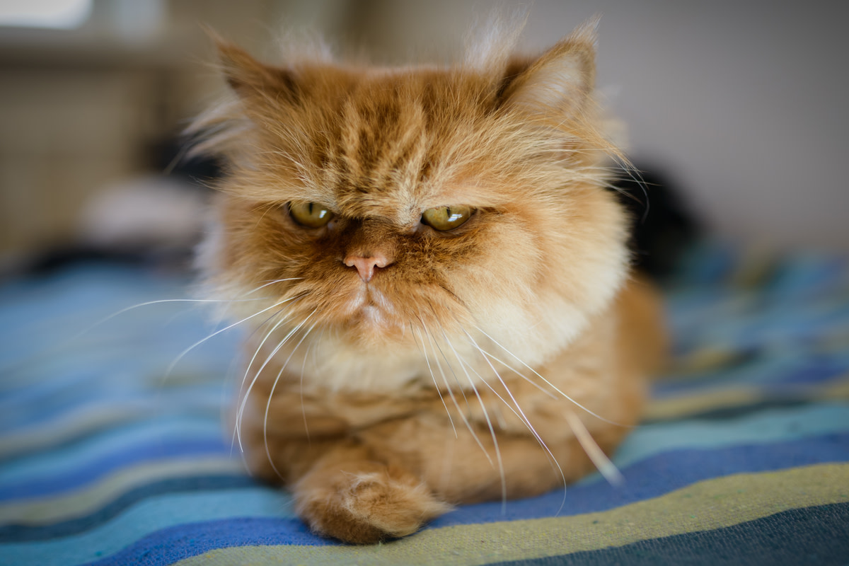 Grumpy Persian Cat with Glowing Copper Gaze Steals Mom’s Show Like a Pro