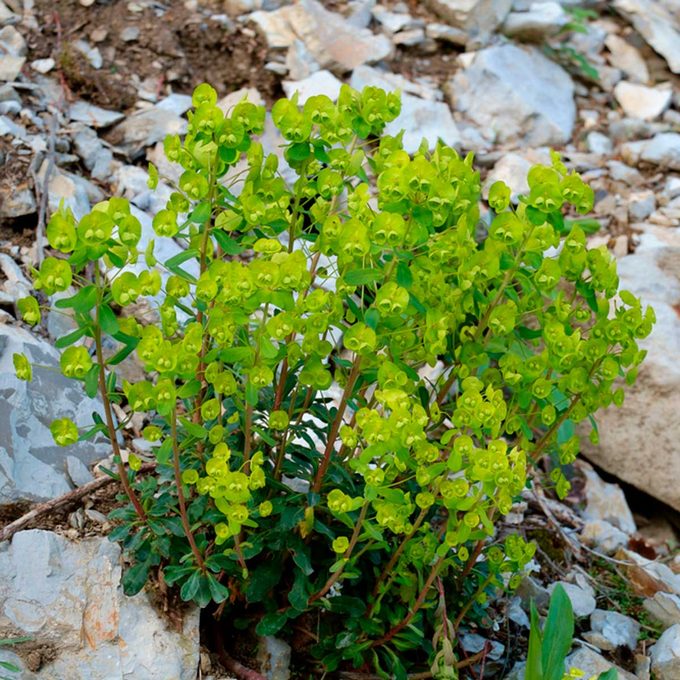 shutterstock_1328996348-Spurge