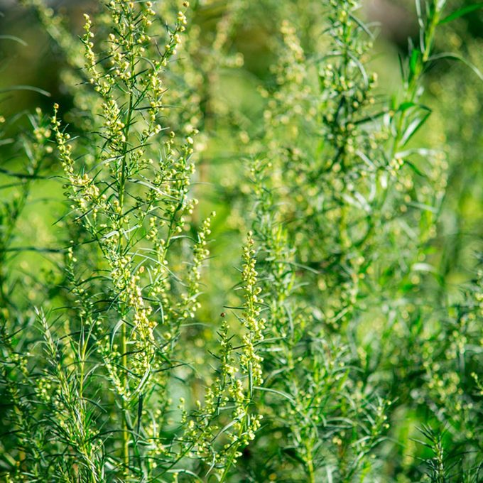 shutterstock_765887815-Wormwood
