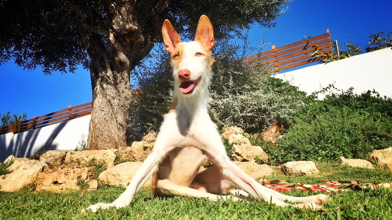 Scotty the Incredible – This Dog Just Keeps Inspiring Us!