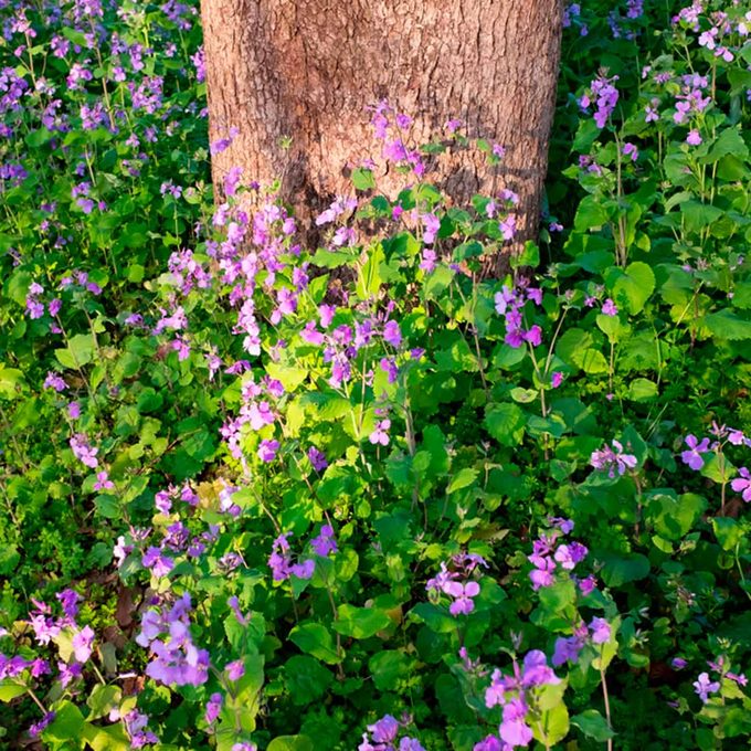 shutterstock_1347483623-Purple