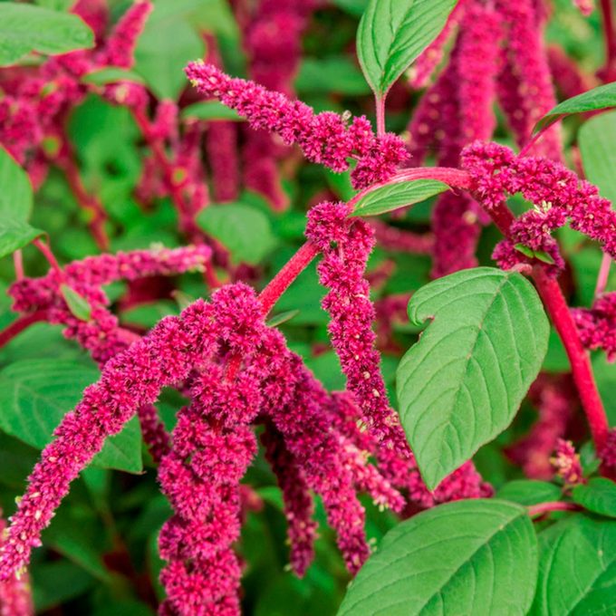 shutterstock_1236621841-Amaranthus