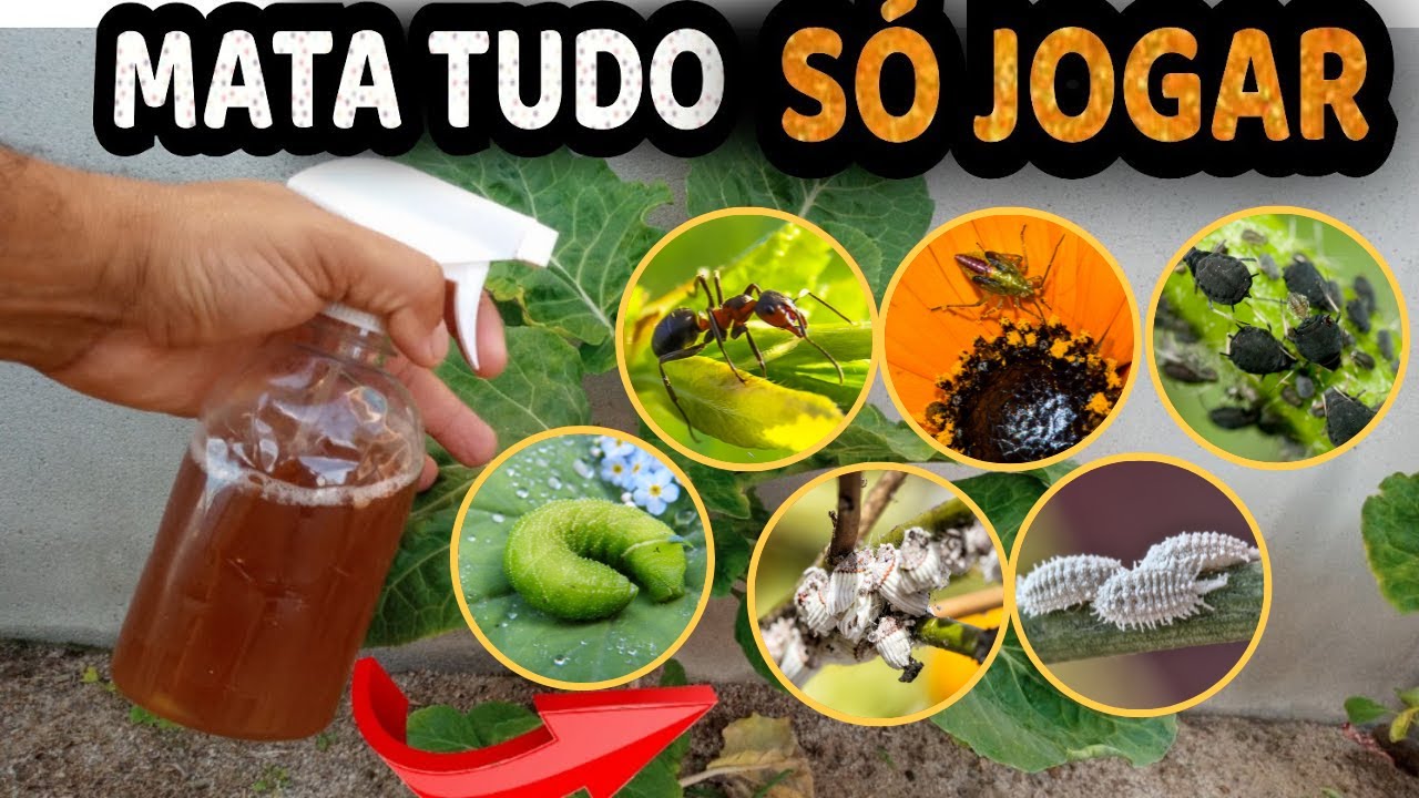 Como Matar Cochonilha, Pulgão, Lagarta, Ácaro, Formigas (Gasta Menos de ...