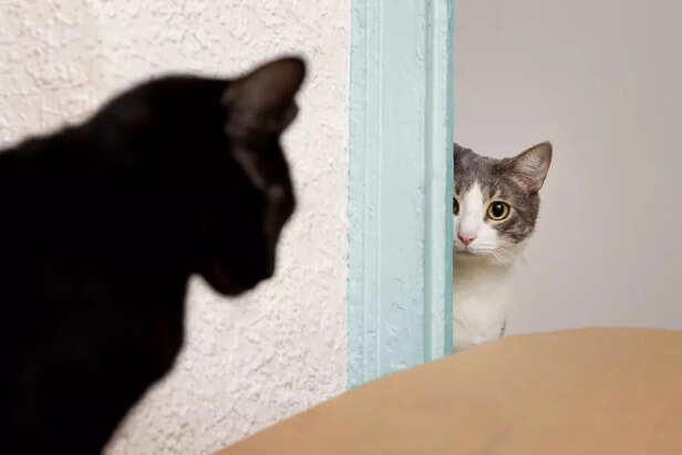 The Hidden Reason Cats Always Bury Their Poop