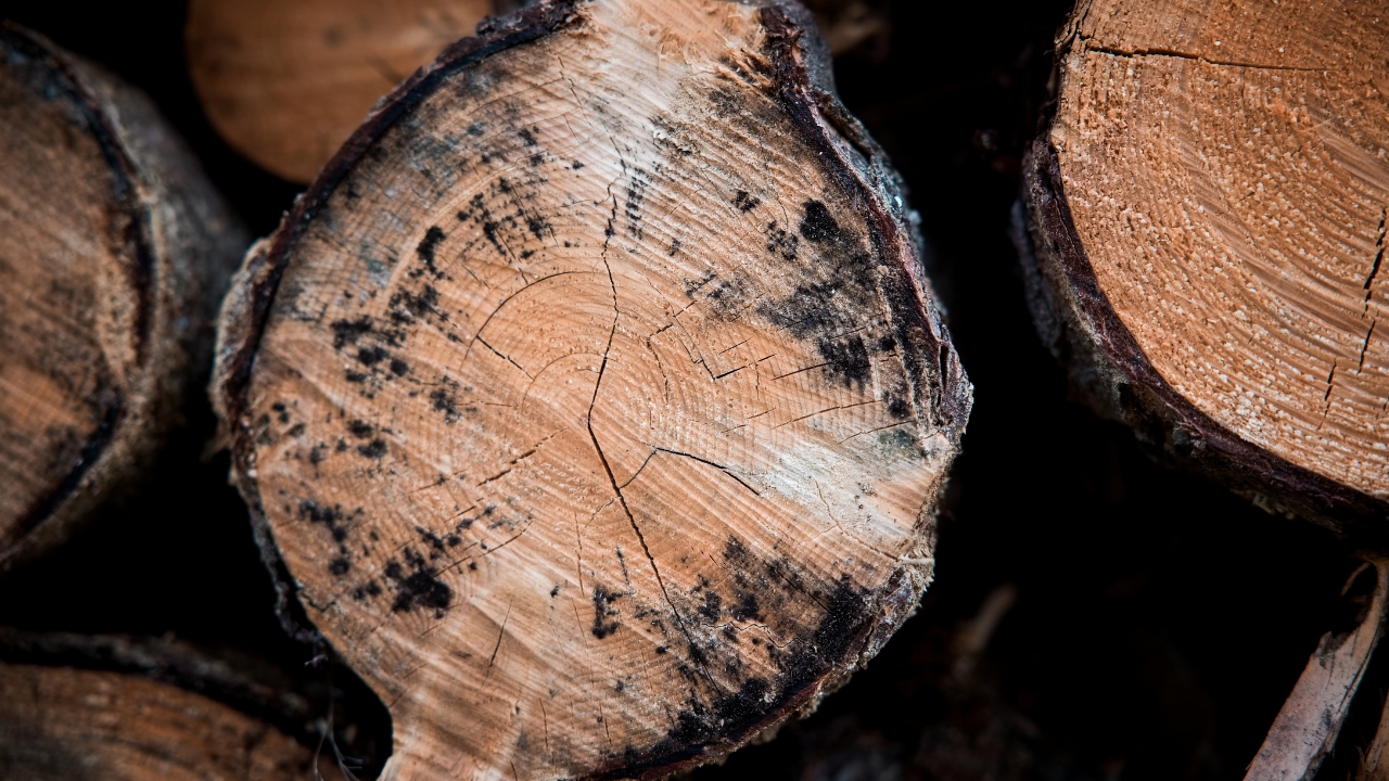 10 types of wood you should never burn indoors