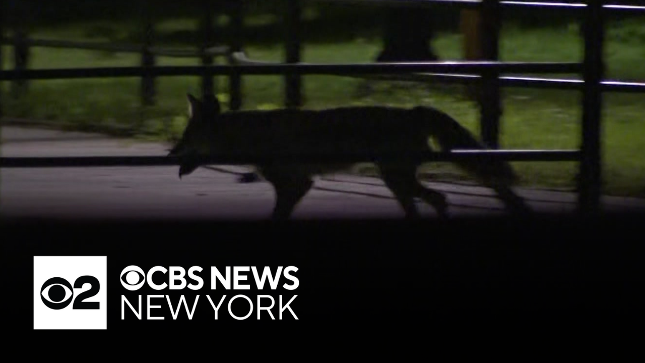 Coyote sighting near Central Park