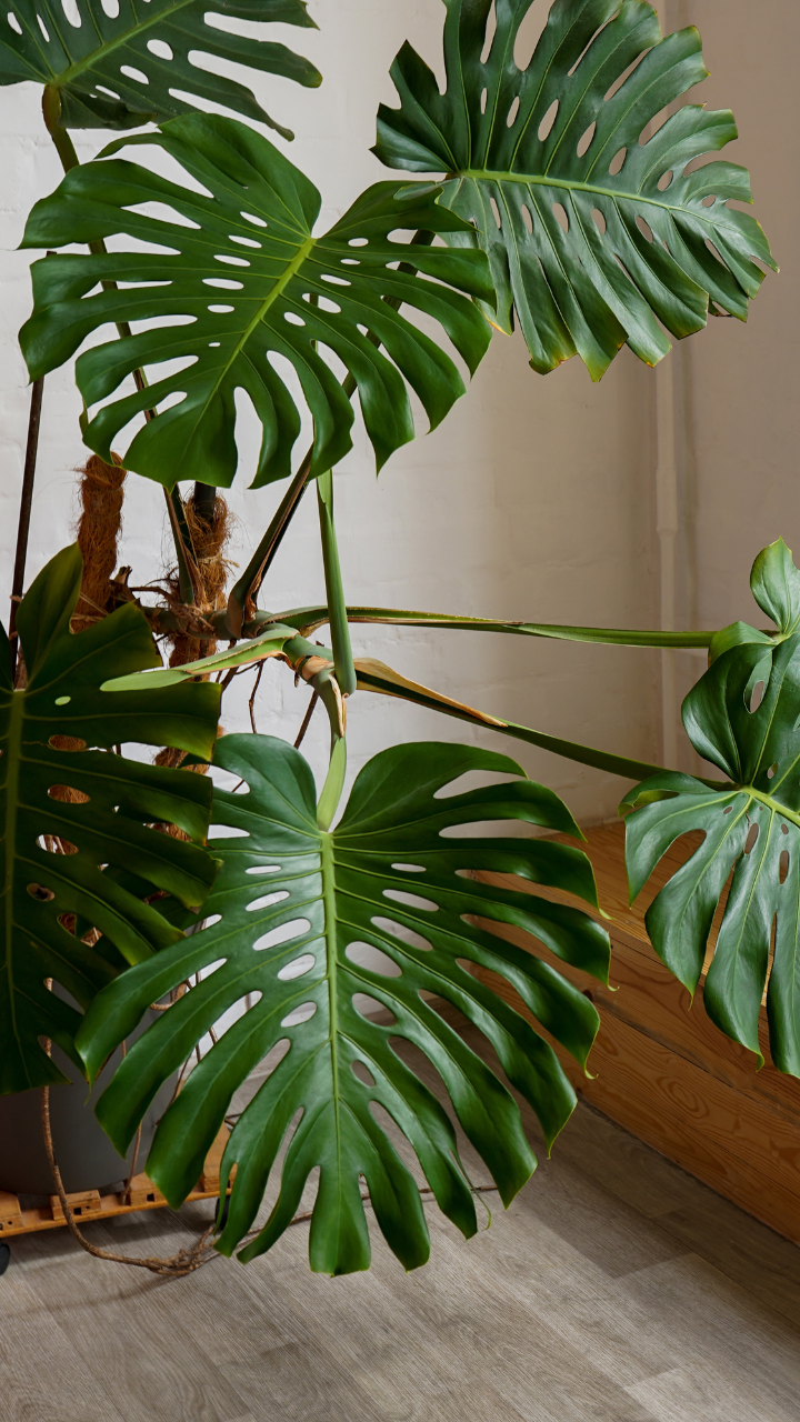 8 tall indoor plants that enhance the aesthetics of the home