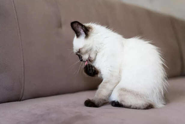 The Hidden Reason Cats Always Bury Their Poop