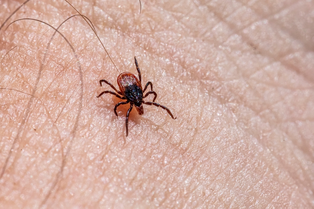 New study suggests ticks favor certain individuals