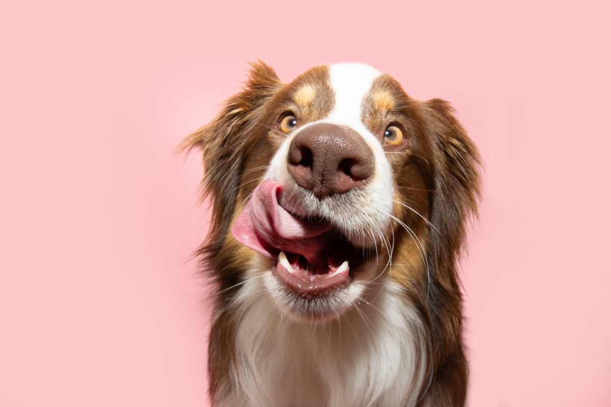 Picture of Is Your Dog Getting Enough Enrichment? Here's a Fun and Healthy Way to ...