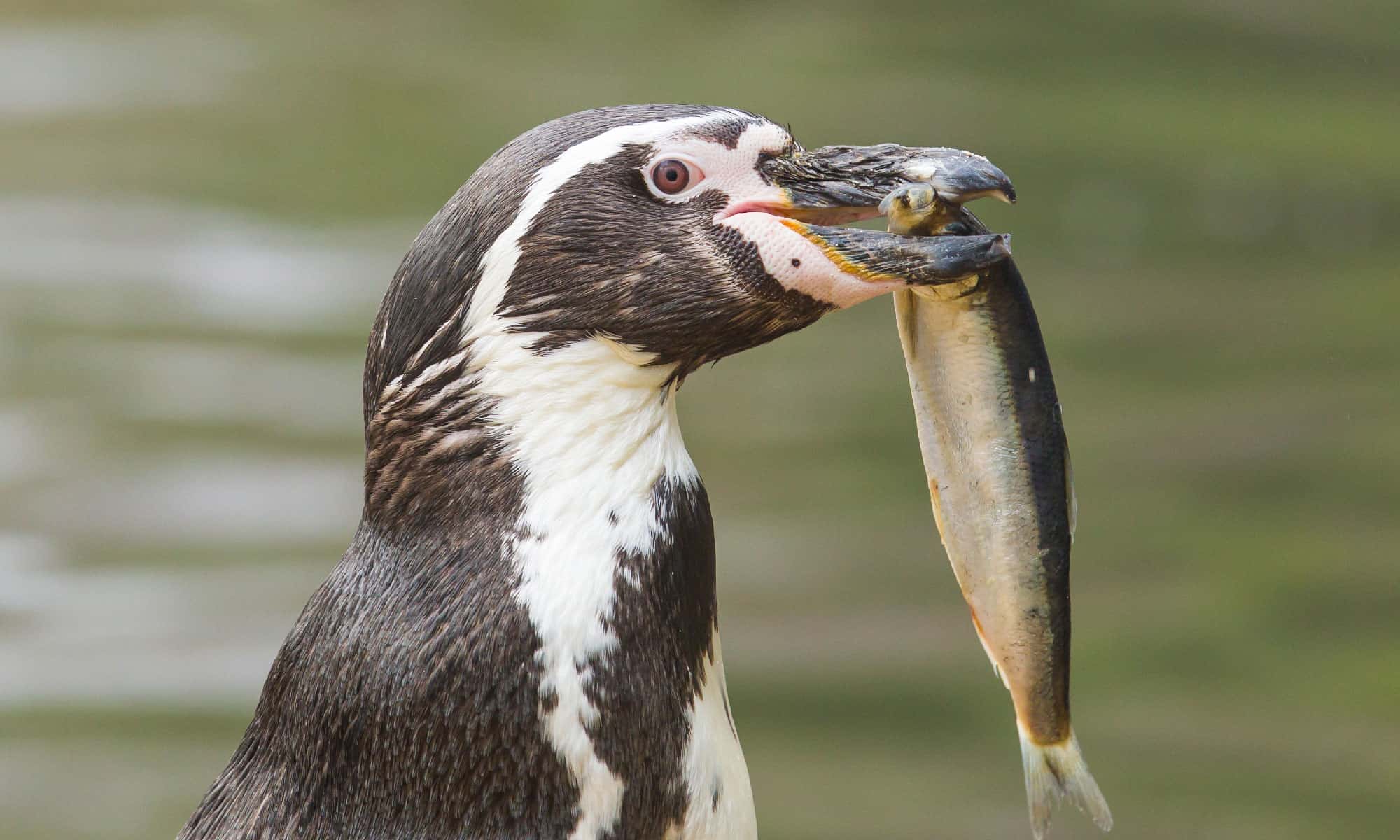What Do Penguins Eat?