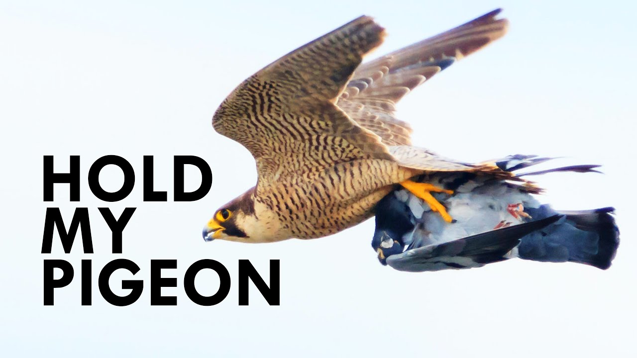 Nothing Can Out-Fly a Peregrine Falcon