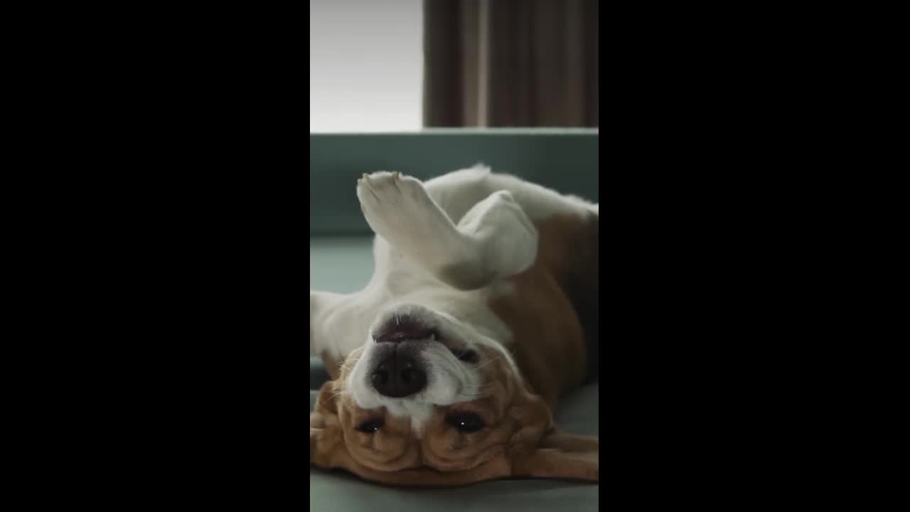 how to keep your dog safe on 4th of july