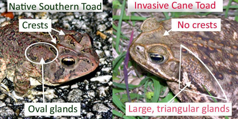 Cane toads can kill dogs in minutes. What Florida pet owners must know
