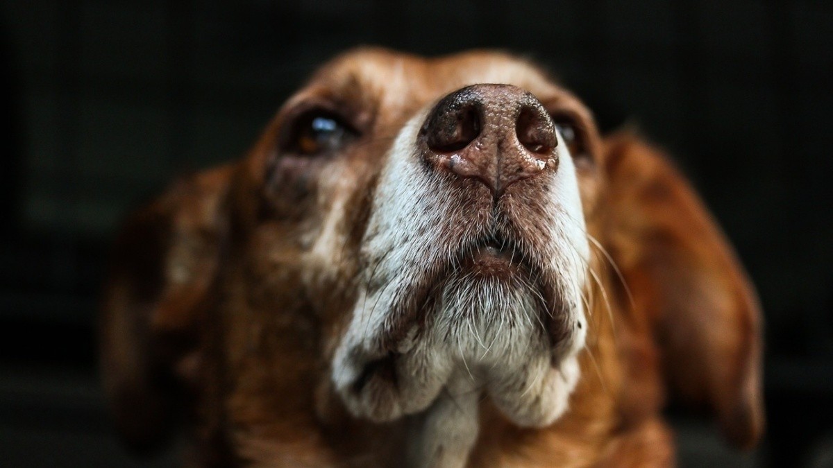 How does a dog choose its favorite person? These are the keys