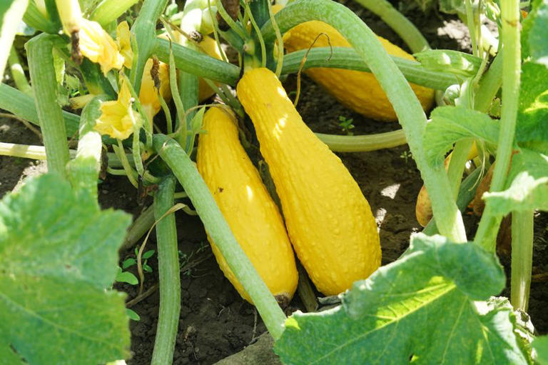 Double your squash harvest by doing 1 simple task in your garden