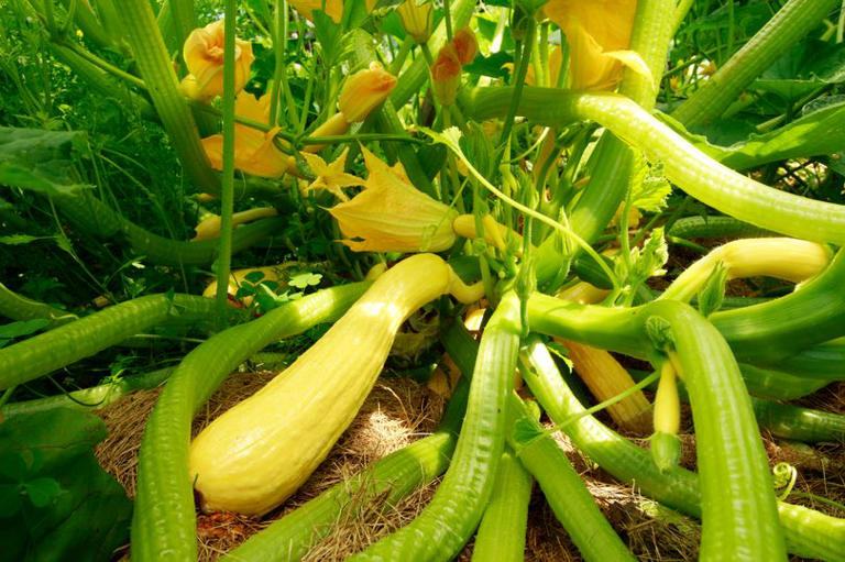 Double your squash harvest by doing 1 simple task in your garden