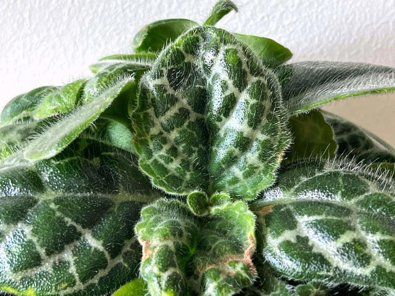 Streptocarpus ‘Pretty Turtle’: Guía completa de cuidados, floración y ...