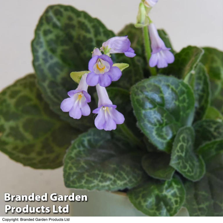 Streptocarpus ‘Pretty Turtle’: Guía completa de cuidados, floración y ...
