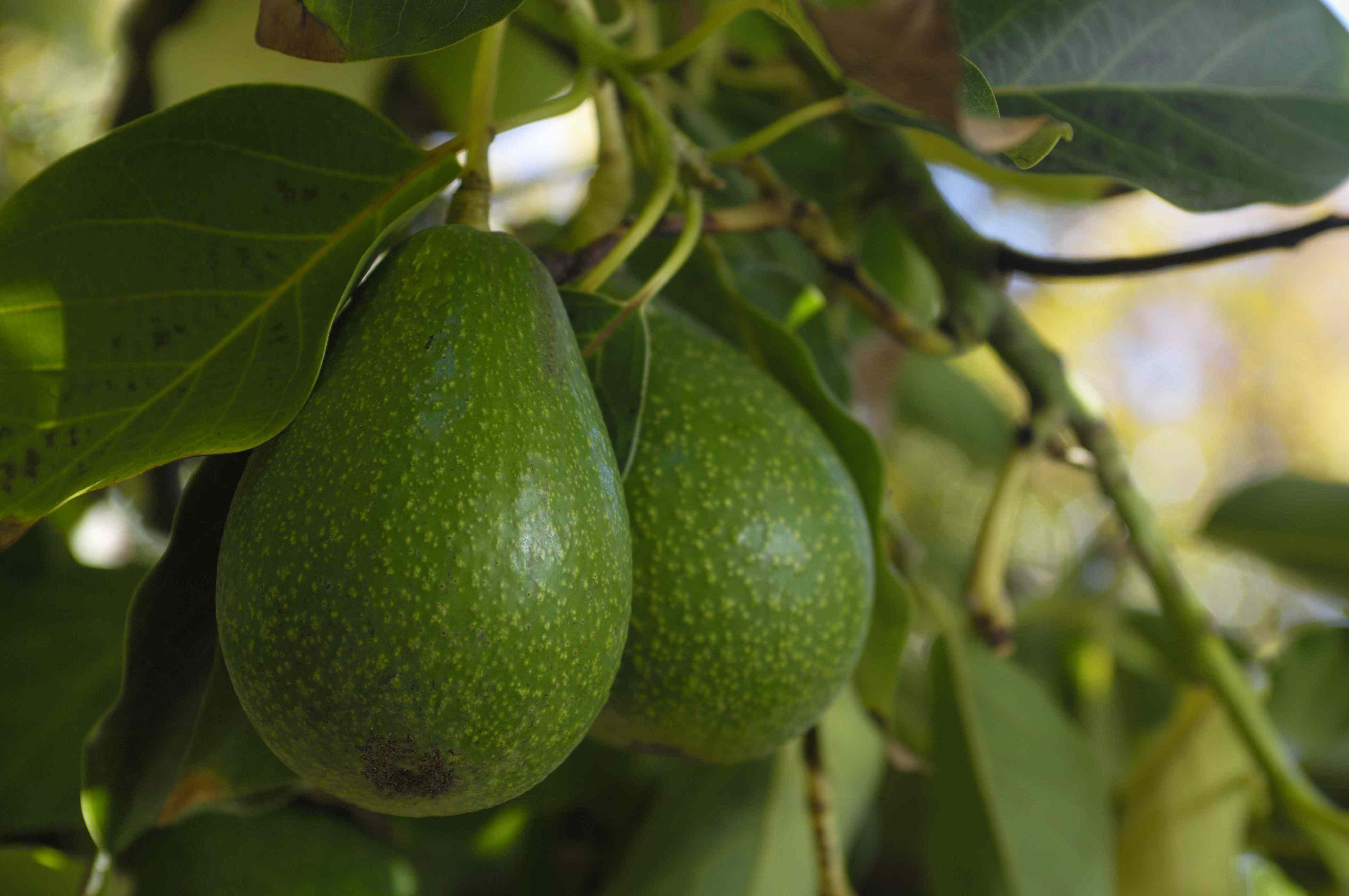 How to Grow an Avocado Tree Indoors, According to Horticulturists