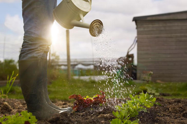 Young woman, wearing jeans and green wellington boots, watering allotment plot.