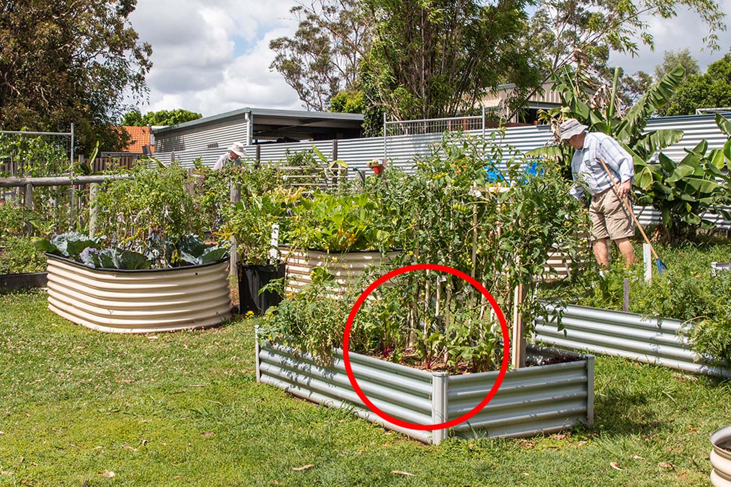 Warning: Common Garden Product Spreads Destructive Threat Across Australian Cities