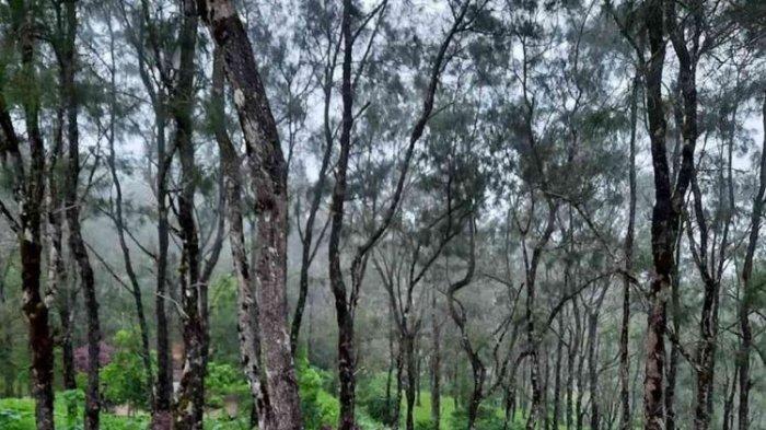 NTT Tourism, Fatumnasi Offers the Beauty of Bonsai Forests, i Enters the Top 50 Tourist Villages ADWI 2024