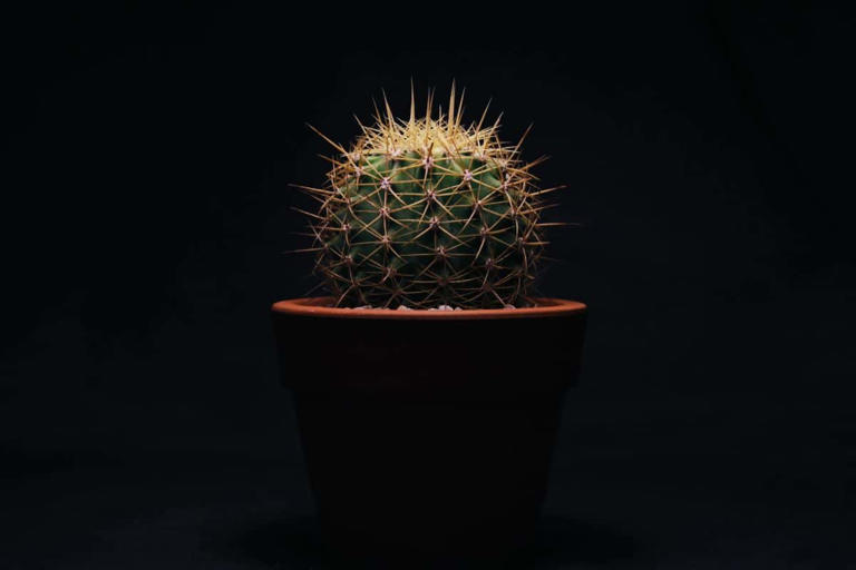 Cómo sacar espinas de cactus: métodos efectivos, consejos y opciones ...
