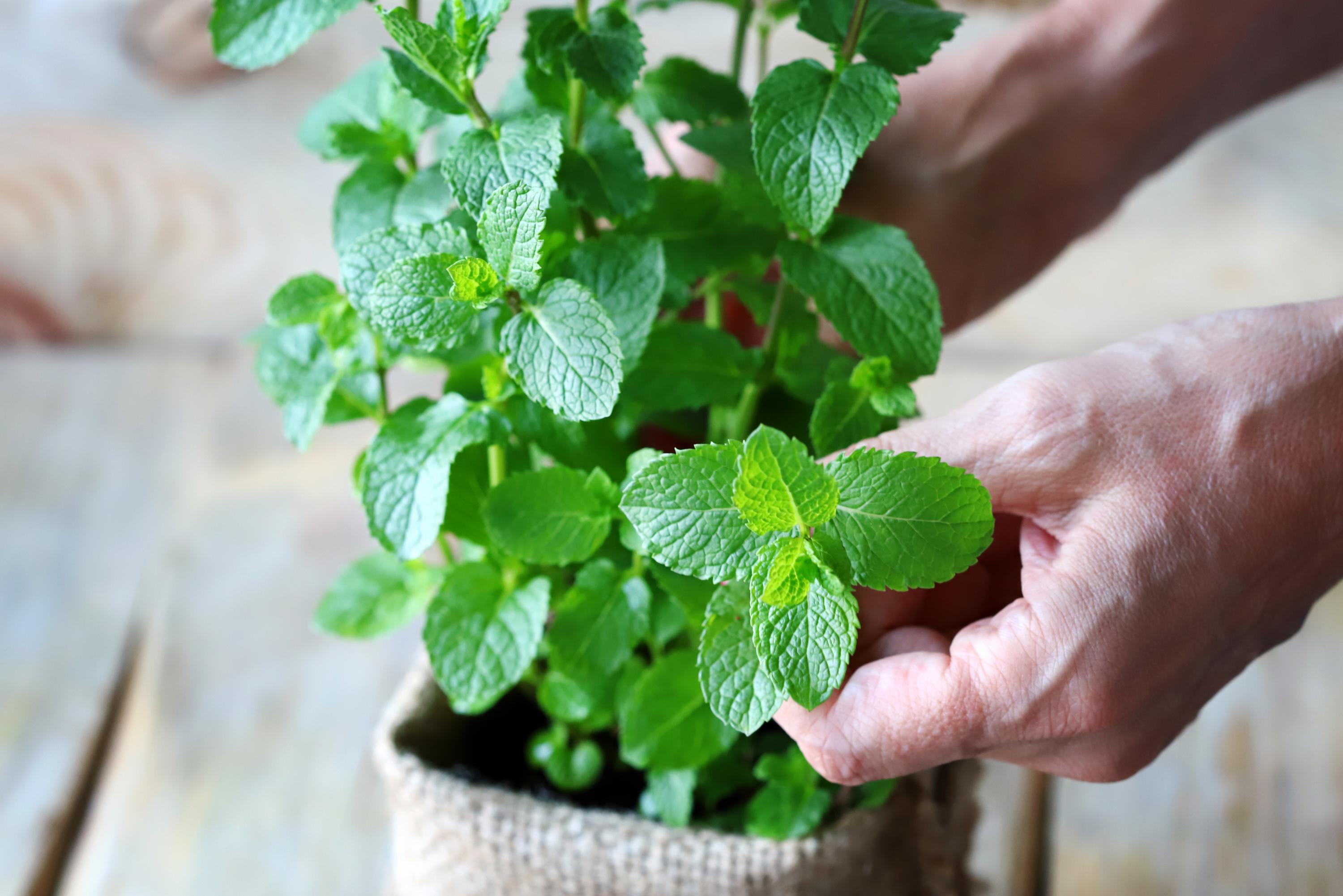 Arroser Menthe En Pot