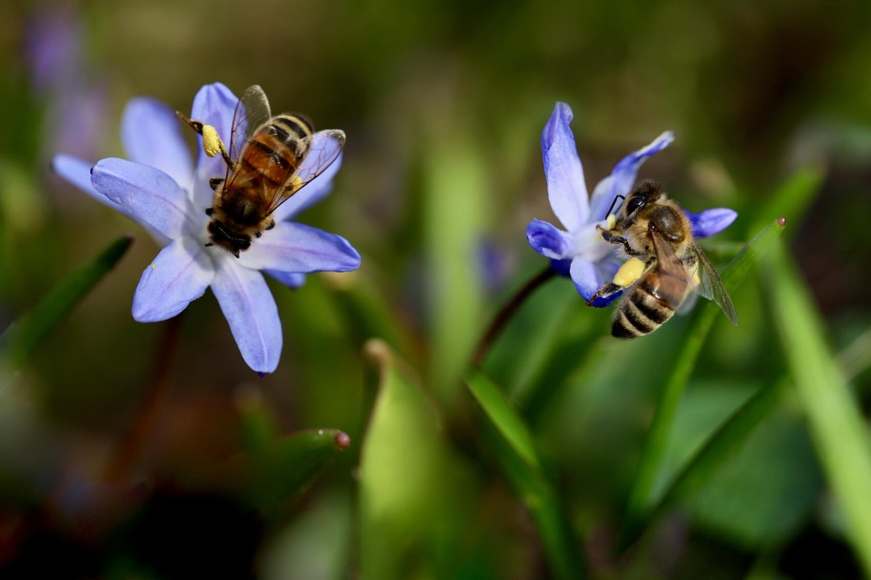 Las abejas también se equivocan al comer: sus preferencias no coinciden ...