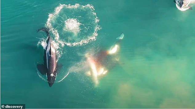Once Ocean’s Top Predator, Great Whites Face Their Deadliest Threat